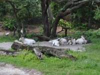 2015067630 Disneys Animal Kingdom - Orlando FL - Jun 09