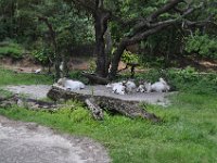 2015067631 Disneys Animal Kingdom - Orlando FL - Jun 09