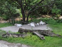 2015067633 Disneys Animal Kingdom - Orlando FL - Jun 09