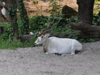 2015067634 Disneys Animal Kingdom - Orlando FL - Jun 09