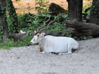 2015067635 Disneys Animal Kingdom - Orlando FL - Jun 09