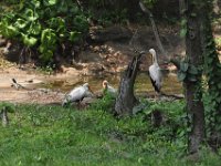 2015067636 Disneys Animal Kingdom - Orlando FL - Jun 09