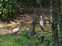 2015067638 Disneys Animal Kingdom - Orlando FL - Jun 09