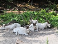 2015067639 Disneys Animal Kingdom - Orlando FL - Jun 09