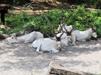 2015067640 Disneys Animal Kingdom - Orlando FL - Jun 09