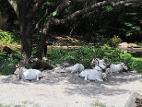 2015067641 Disneys Animal Kingdom - Orlando FL - Jun 09