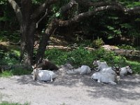 2015067642 Disneys Animal Kingdom - Orlando FL - Jun 09