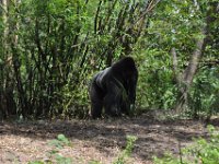 2015067645 Disneys Animal Kingdom - Orlando FL - Jun 09