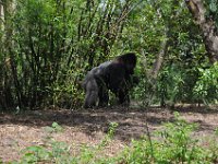 2015067646 Disneys Animal Kingdom - Orlando FL - Jun 09