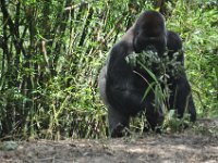 2015067647 Disneys Animal Kingdom - Orlando FL - Jun 09