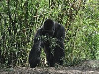 2015067648 Disneys Animal Kingdom - Orlando FL - Jun 09