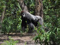 2015067651 Disneys Animal Kingdom - Orlando FL - Jun 09