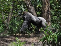 2015067652 Disneys Animal Kingdom - Orlando FL - Jun 09