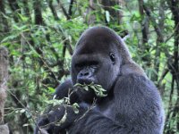 2015067660 Disneys Animal Kingdom - Orlando FL - Jun 09