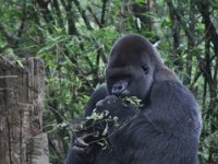 2015067661 Disneys Animal Kingdom - Orlando FL - Jun 09