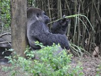 2015067662 Disneys Animal Kingdom - Orlando FL - Jun 09