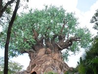 2015067689 Disneys Animal Kingdom - Orlando FL - Jun 09