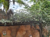 2015067695 Disneys Animal Kingdom - Orlando FL - Jun 09