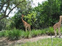 2015068746 Legoland  - Winter Garden FL - Jun 13