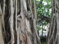 2015068558 Ringling Museum  - Sarasota FL - Jun 12