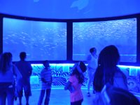 2015067976 Sea-Life  - Orlando FL - Jun 10