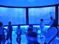 2015067977 Sea-Life  - Orlando FL - Jun 10