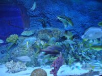 2015067989 Sea-Life  - Orlando FL - Jun 10