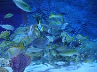 2015067990 Sea-Life  - Orlando FL - Jun 10