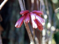 1977042061 Botanical Gardens, Kauai, Hawaii