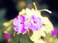 1977042077 Botanical Gardens, Kauai, Hawaii