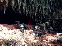 1977042080 Fern Grotto, Kauai, Hawaii