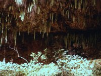 1977042083 Fern Grotto, Kauai, Hawaii