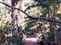 1977042078 Fern Grotto, Kauai, Hawaii