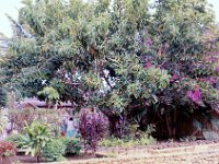 1977042171 Polynesian Cultural Center, Oahu, Hawaii