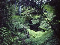 1979061060 Circle Island Tour, Oahu, Hawaii