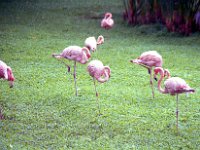 1979061065 Circle Island Tour, Oahu, Hawaii