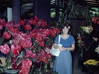 1979061085 Circle Island Tour, Oahu, Hawaii