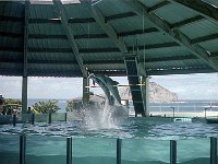 1979061092 Sea Life Park, Oahu, Hawaii