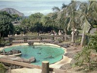 1979061098 Sea Life Park, Oahu, Hawaii