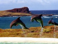 1979061108 Sea Life Park, Oahu, Hawaii