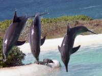 1979061111 Sea Life Park, Oahu, Hawaii