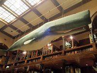 2017061706 Bishop Museum - Honolulu - Hawaii - Jun 06