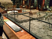 2017061707 Bishop Museum - Honolulu - Hawaii - Jun 06