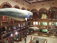 2017061753 Bishop Museum - Honolulu - Hawaii - Jun 06