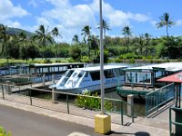 2017062176 Fern Grotto and Wailua River Boat Tour - Jun 07