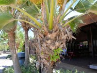 2017062183 Fern Grotto and Wailua River Boat Tour - Jun 07