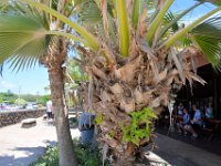 2017062184 Fern Grotto and Wailua River Boat Tour - Jun 07