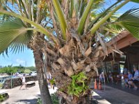 2017062186 Fern Grotto and Wailua River Boat Tour - Jun 07