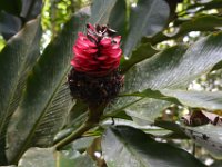 2017062217 Fern Grotto and Wailua River Boat Tour - Jun 07