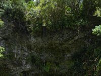 2017062228 Fern Grotto and Wailua River Boat Tour - Jun 07